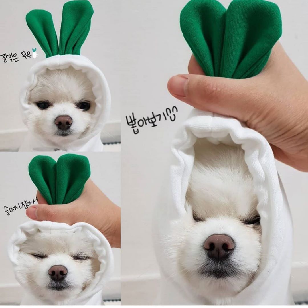 Cute Fruit Dog Clothes – Winter Fleece Hoodie for Small Dogs & Cats