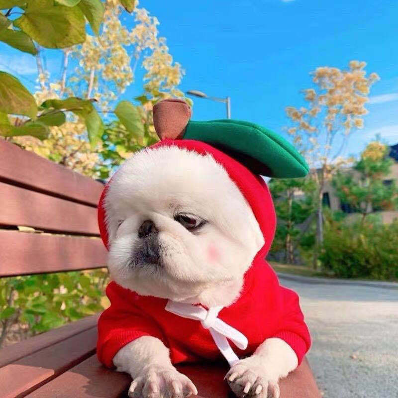 Cute Fruit Dog Clothes – Winter Fleece Hoodie for Small Dogs & Cats