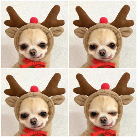 Cute Fruit Dog Clothes – Winter Fleece Hoodie for Small Dogs & Cats